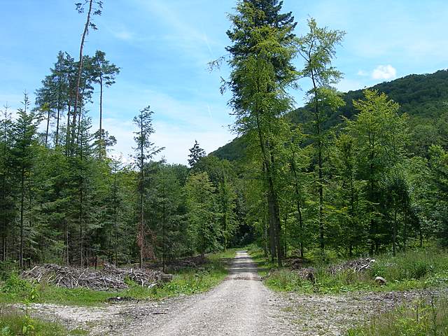 Micoflora estiva nell''areale basilese